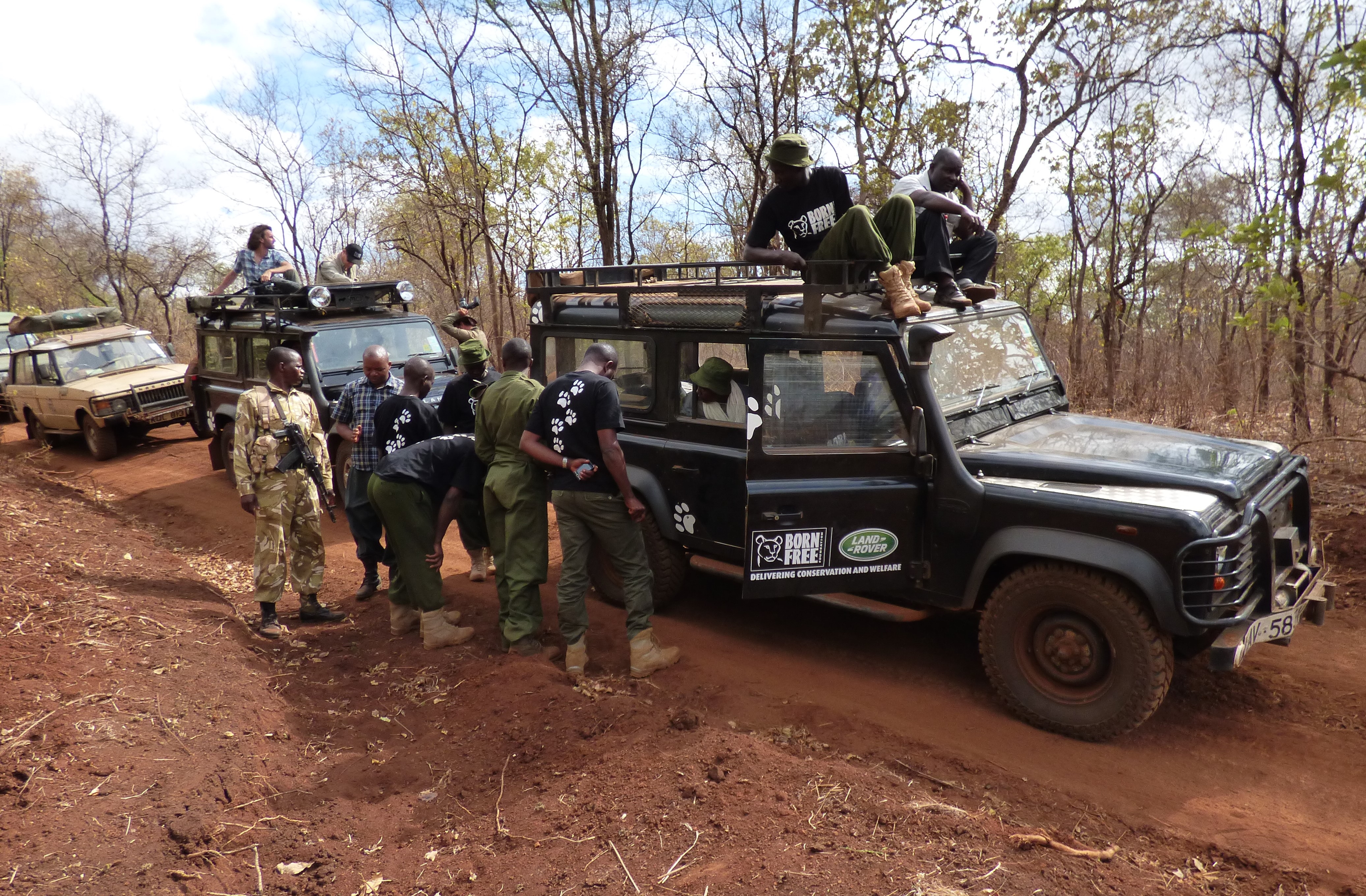 lion census tracker team
