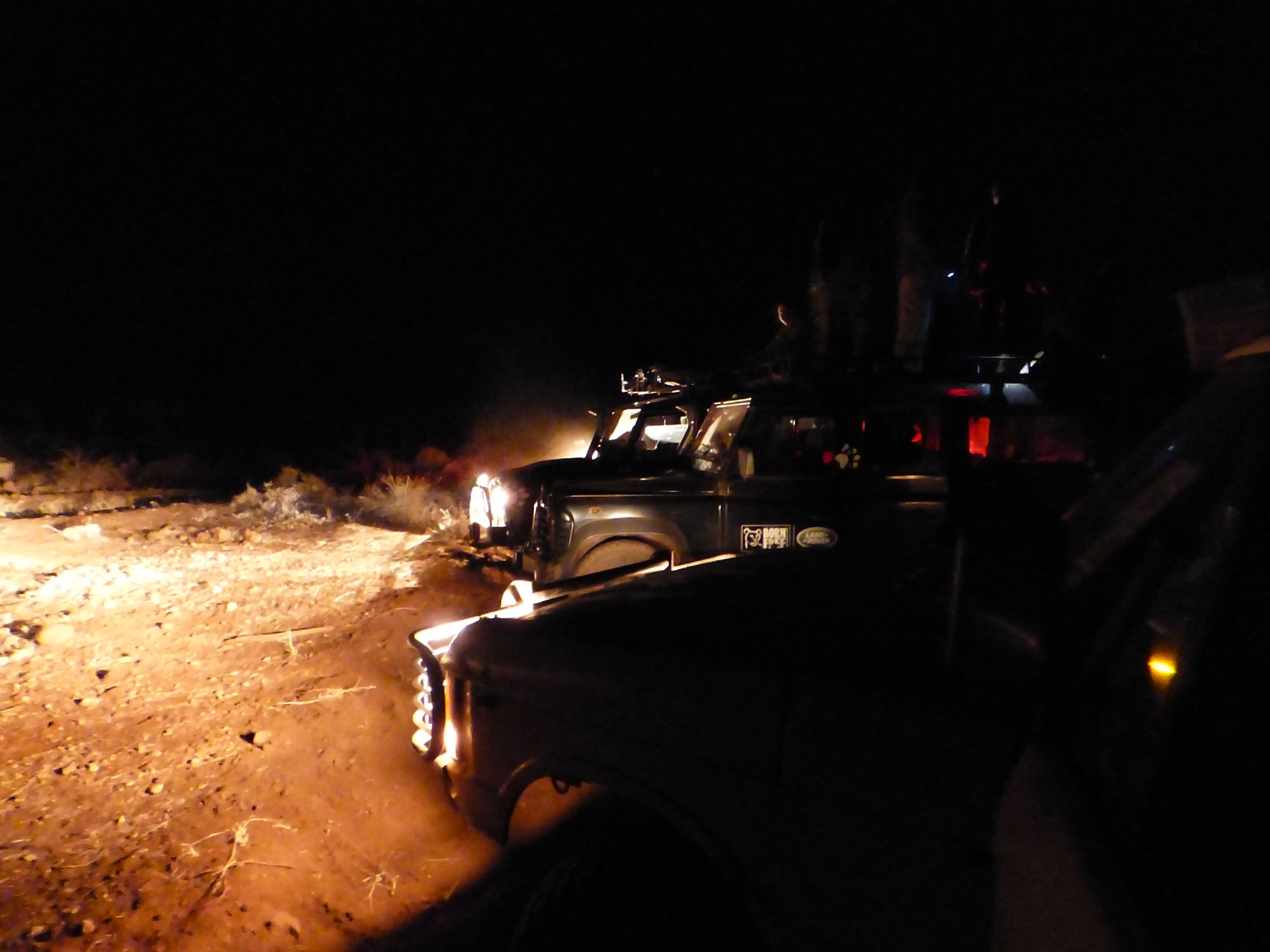 lion census by night