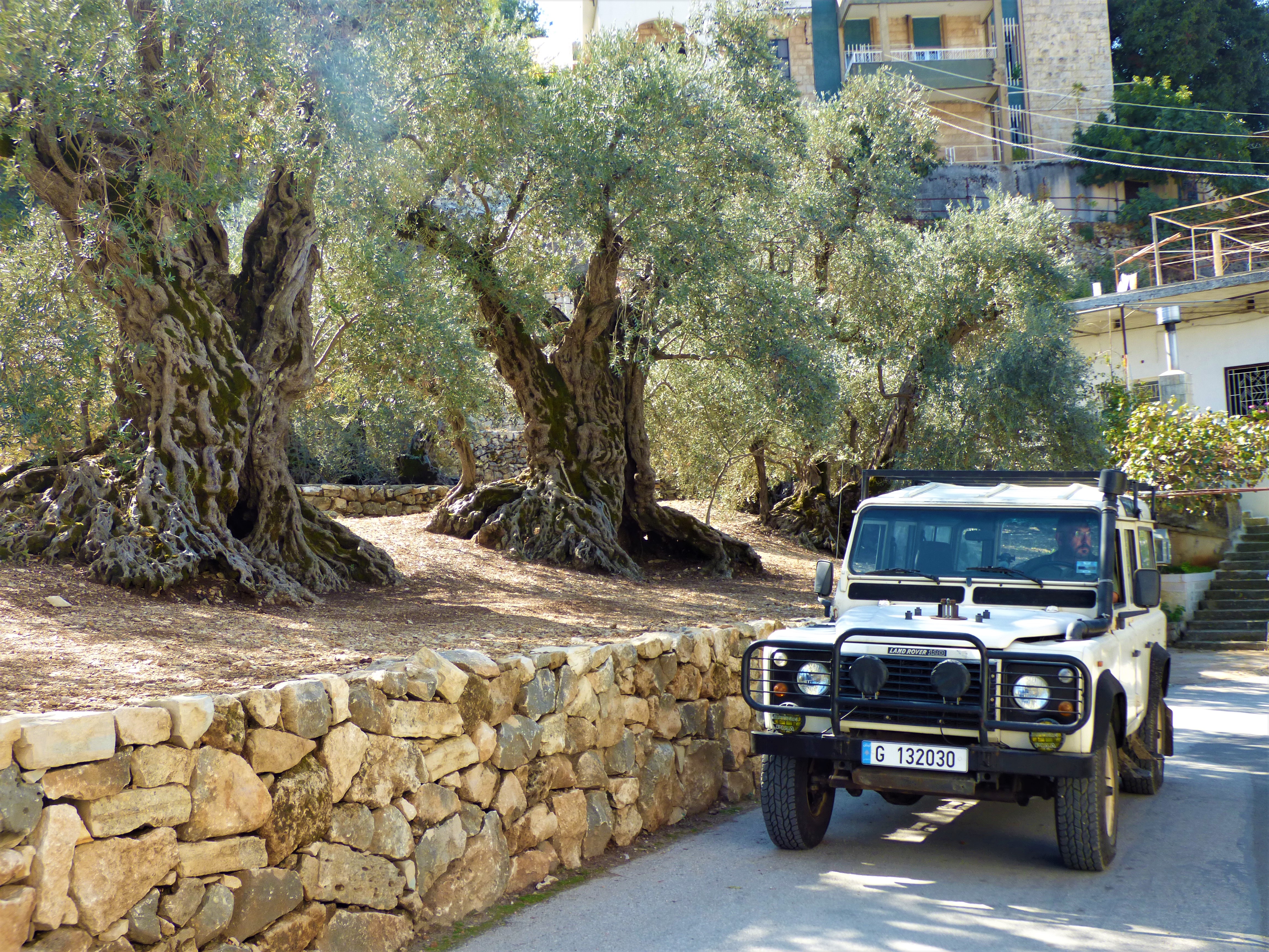 Patrick and ancient olives